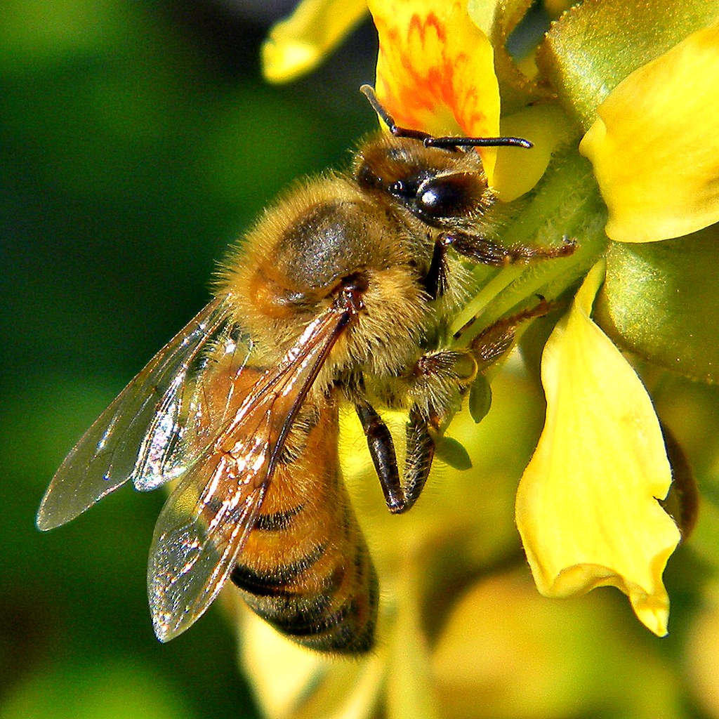 petite abeille